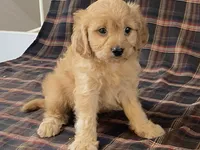 Andy, a male Cavapoo for sale in Fennimore, WI – Photo 4 of 9