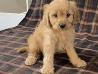 Andy, a male Cavapoo for sale in Fennimore, WI – Photo 8 of 9