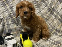 Lincoln, a male Cavapoo for sale in Fennimore, WI – Photo 5 of 10