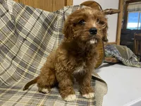 Lincoln, a male Cavapoo for sale in Fennimore, WI – Photo 3 of 10
