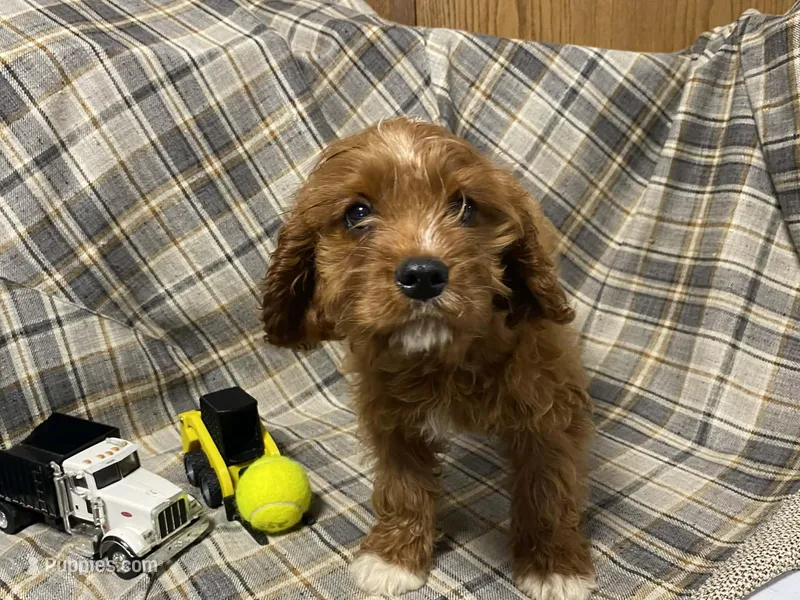 Lincoln – Cavapoo puppy for sale in Fennimore, WI