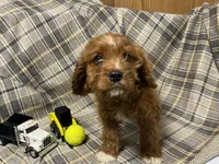 Lincoln, a male Cavapoo for sale in Fennimore, WI – Photo 1 of 10