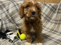 Lincoln, a male Cavapoo for sale in Fennimore, WI – Photo 2 of 10