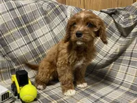 Lincoln, a male Cavapoo for sale in Fennimore, WI – Photo 9 of 10