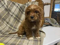Lincoln, a male Cavapoo for sale in Fennimore, WI – Photo 4 of 10
