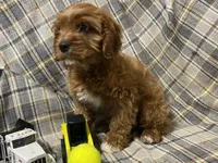 Lincoln, a male Cavapoo for sale in Fennimore, WI – Photo 8 of 10