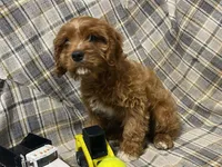 Lincoln, a male Cavapoo for sale in Fennimore, WI – Photo 6 of 10