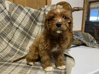 Lincoln, a male Cavapoo for sale in Fennimore, WI – Photo 10 of 10