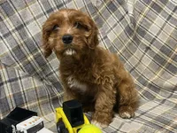 Lincoln, a male Cavapoo for sale in Fennimore, WI – Photo 7 of 10