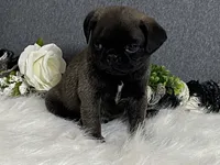 Andre, a male Pug for sale in Fennimore, WI – 2 of 9