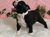 Blaze, a male Boston Terrier for sale in Fennimore, WI – 5 of 9