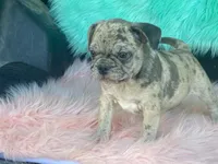 Charlie, a male French Bulldog and Pug for sale in Fennimore, WI – 3 of 10
