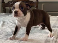 Choco, a male Boston Terrier for sale in Fennimore, WI – 4 of 9