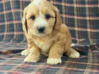 Jasmine, a female Cavachon for sale in Fennimore, WI – 10 of 10