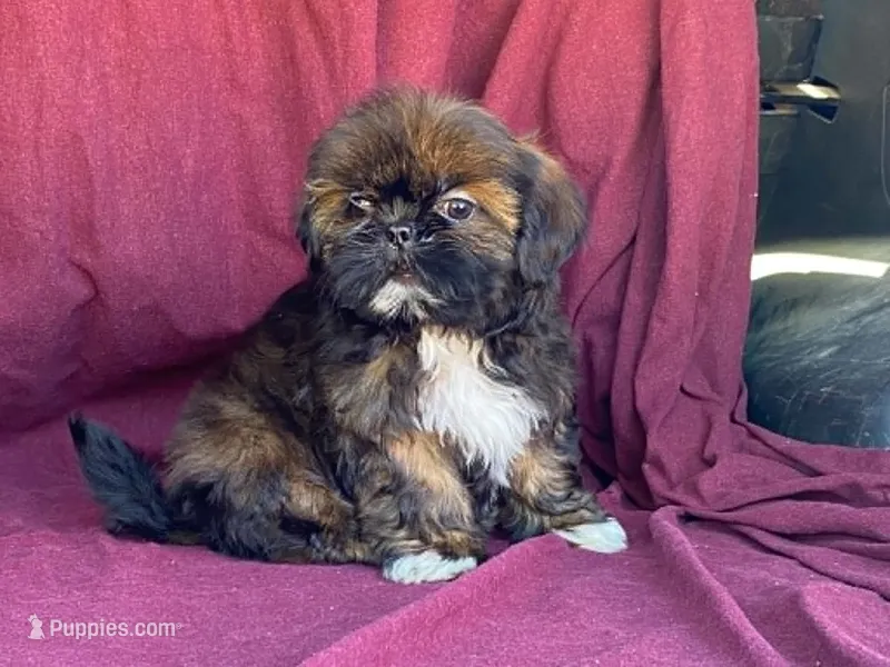 Ribbins – Shih Tzu puppy for sale in Fennimore, WI