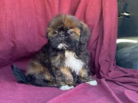 Ribbins, a female Shih Tzu for sale in Fennimore, WI – 1 of 10