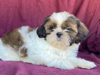 Billy, a male Shih Tzu for sale in Fennimore, WI – 5 of 10