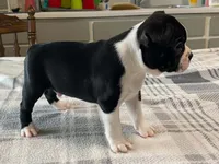 Pepe, a male Boston Terrier for sale in Fennimore, WI – 9 of 10