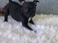 Potsy, a male Frenchton for sale in Fennimore, WI – 2 of 10