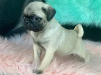 Cha Cha, a female Pug for sale in Fennimore, WI – 2 of 7