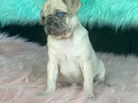 Scotchy, a female Pug for sale in Fennimore, WI – 8 of 10