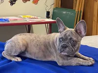 Winnie, a female French Bulldog for sale in Fennimore, WI – 6 of 7