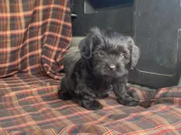 King, a male Cavalier King Charles Spaniel and Shih Tzu for sale in Fennimore, WI – 7 of 10