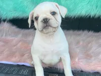 Snowball, a male French Bulldog and Pug for sale in Fennimore, WI – 4 of 10
