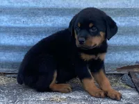 Sassy, a female Rottweiler for sale in Fennimore, WI – 4 of 9