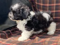 Lex, a male Bichon Frise and Shih Tzu for sale in Fennimore, WI – 6 of 10