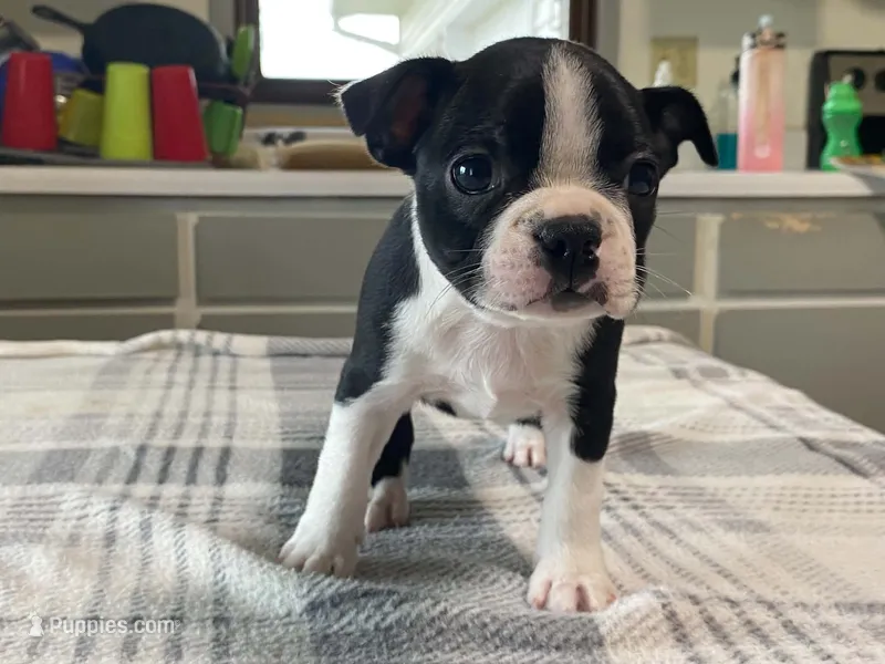 Pepe – Boston Terrier puppy for sale in Fennimore, WI