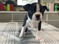 Pepe, a male Boston Terrier for sale in Fennimore, WI – 1 of 10