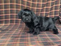 King, a male Cavalier King Charles Spaniel and Shih Tzu for sale in Fennimore, WI – 4 of 10