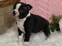 Blaze, a male Boston Terrier for sale in Fennimore, WI – 4 of 9