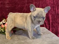 Winnie, a female French Bulldog for sale in Fennimore, WI – 4 of 10