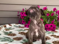 Spike, a male French Bulldog for sale in Fennimore, WI – 7 of 10