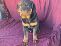 Chopper, a male Rottweiler for sale in Fennimore, WI – 9 of 10