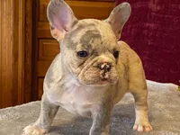 Baxter, a male French Bulldog for sale in Fennimore, WI – 7 of 10