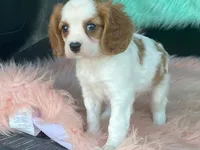 Checkers, a male Cavalier King Charles Spaniel for sale in Fennimore, WI – 2 of 10