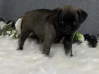 Andre, a male Pug for sale in Fennimore, WI – 3 of 9
