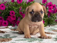 Puffer, a male French Bulldog for sale in Fennimore, WI – 8 of 10