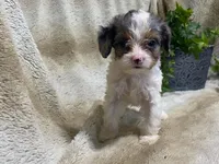 Daisy, a female Cavapoo for sale in Fennimore, WI – 8 of 10