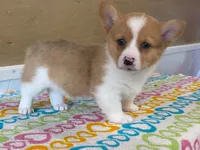 Roxie, a female Pembroke Welsh Corgi for sale in Fennimore, WI – 8 of 10