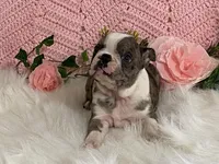 Barbie, a female Boston Terrier for sale in Fennimore, WI – 10 of 10