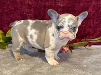 Bossy, a female French Bulldog for sale in Fennimore, WI – 8 of 10