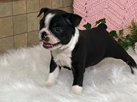 Brianna, a female Boston Terrier for sale in Fennimore, WI – 9 of 10