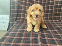 Mindy, a female Cavachon for sale in Fennimore, WI – 5 of 9