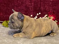 Fancy, a female French Bulldog for sale in Fennimore, WI – 3 of 9
