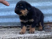 Taffy, a female Rottweiler for sale in Fennimore, WI – 3 of 10