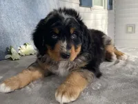 Lightning, a male Bernedoodle for sale in Fennimore, WI – Photo 4 of 10